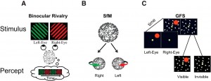 Figure 1. Examples of bistable stimuli. A, In binocular rivalry, two stimuli are shown to different eyes and perception wavers between left and right eye stimuli (Blake and Logothetis, 2002). B, Ambiguous structure-from-motion (SfM) stimulus. Dots moving back and forth on a flat screen, without perspective cues to differentiate between front and rear surfaces, induce the perception of a 3D rotating object that periodically switches direction. (Sterzer et al., 2009) C, Generalized flash suppression. A target stimulus (red dot) is shown parafoveally followed by the onset of a moving surround, causing the red target to disappear in ∼50% of trials (Wilke et al., 2003).