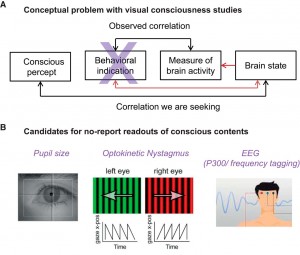 Experimental outline for the no-report paradigm for NCC studies. A, Depiction of the problem. We aim for the correlation between a conscious content and a given brain state. What is measured experimentally is the correlation between a behavioral report and a measure of brain activity, which might be appropriate or not. Report-related neural activity poses a confound for the NCC. B, Involuntary physiological measures taken to infer the perceptual state of a subject to circumvent the behavioral report (Tononi et al., 1998; Leopold et al., 2003; Laeng and Endestad, 2012; Tsuchiya et al., 2015).