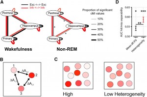 Figure 4. A, Summary of main findings on spike-based functional connectivity in rats (Olcese et al., 2016). Coupling was measured as pairwise cMI between single neurons. During wakefulness, cMI between neurons located in the same or different areas is largely balanced (left) for both excitatory and inhibitory neurons (black and red lines, respectively). In NREM sleep, interareal (but not intra-area) coupling between excitatory neurons is significantly reduced. This did not apply to intra-area cMI and interareal cMI (between interneurons). Line thickness indicates the proportion of neuronal pairs for which cMI was significantly >0. Asterisks indicate which connections showed a significant change between wakefulness and NREM sleep (the only significant differences found pertained to interareal coupling between excitatory neurons). Thus, during NREM sleep, neural computations may continue in local “islands of activity,” whereas global integration capabilities are reduced. B, Calculation of heterogeneity across a neuronal population (compare Montijn et al., 2015). A measure of a neuronal activity change (A, e.g., the relative fluorescence response of a neuron in 2-photon imaging, dF/F0) is computed across all neurons. Next, the responses are z-scored per neuron across all trials and all trial types (e.g., in a given session, visual stimuli are presented at 6 different contrasts; each contrast is presented 20 times; 120 trials in total). Per trial, the absolute difference in z-scored activity is then calculated across all pairs of neurons (e.g., ΔA1,2 is the difference between the responses of neurons 1 and 2). The population heterogeneity in a given trial is the mean of activity differences across all pairs. C, Examples of high (left) versus low heterogeneity (right) in a neuronal population, where response strength is indicated by color saturation. D, In a visual stimulus detection task performed by mice that were subjected to 2-photon imaging of V1 neuronal populations, heterogeneity was better capable of separating hit (detection) and miss (nondetection) trials than the mean fluorescence response (area under the curve resulting from receiver-operating characteristic analysis). Both measures predicted response behavior above chance: mean response, *p < 0.05; heterogeneity, ***p < 0.001; area under the curve = 0.5, chance level. Behavior was predicted better by heterogeneity than mean response (**p < 0.01). Values are mean ± SEM across animals. Data from Montijn et al. (2015).